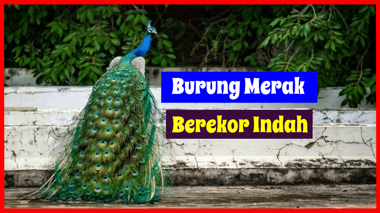 Jual Anakan Merak Dan Penjelasan Tentang Jenis-Jenis Burung Merak 720_X_1280_png