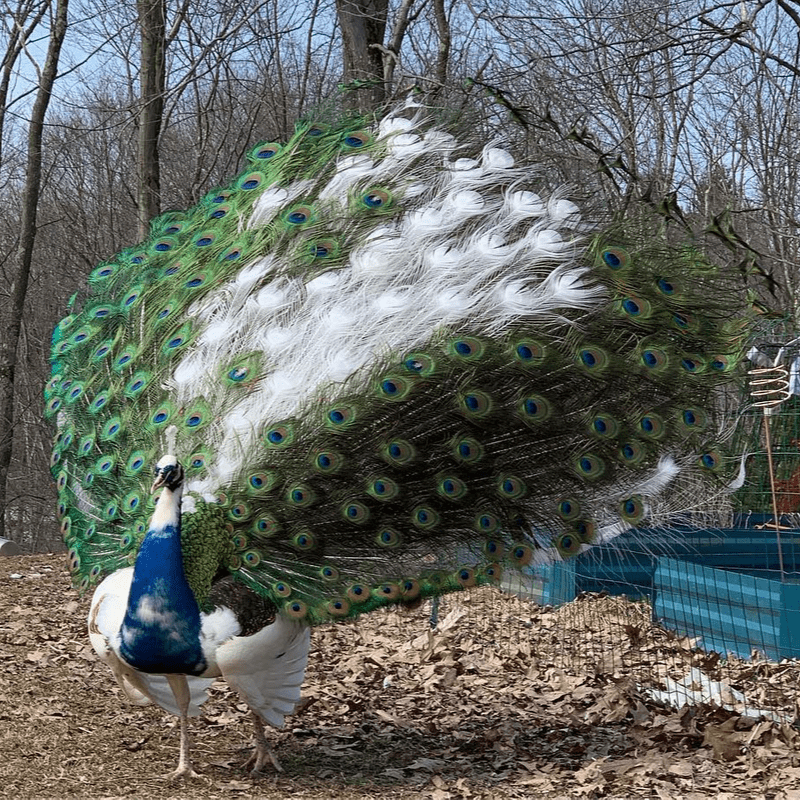 Daftar Harga Burung Merak Biru Dan Merak Putih 800_x_800_png