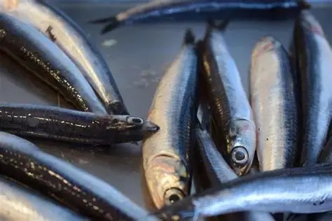España se luce con la lata de anchoas más grande del planeta