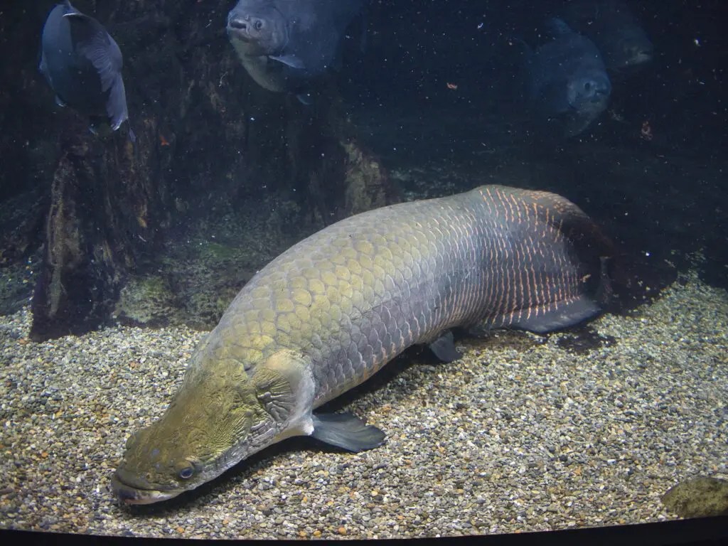 ナイルアロワナに近い魚】ピラルクー 【ヘテロティス亜科】 | Theフナ