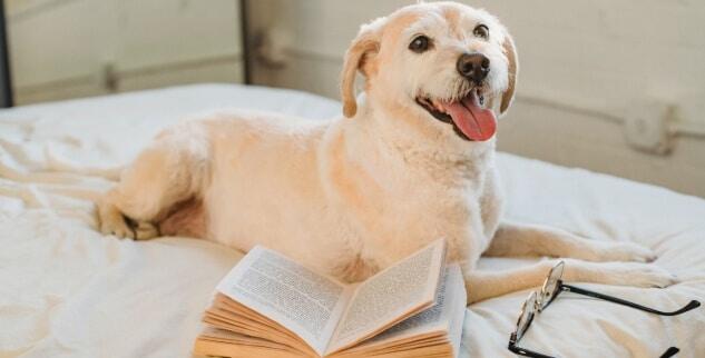 Hunde Beschaftigen 11 Spannende Spiele Fur Drinnen Und Draussen