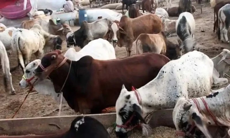 کراچی : قربانی کے 2 کروڑ کے مویشی چھیننے والے 6 ملزمان گرفتار، 35 بچھڑے برآمد