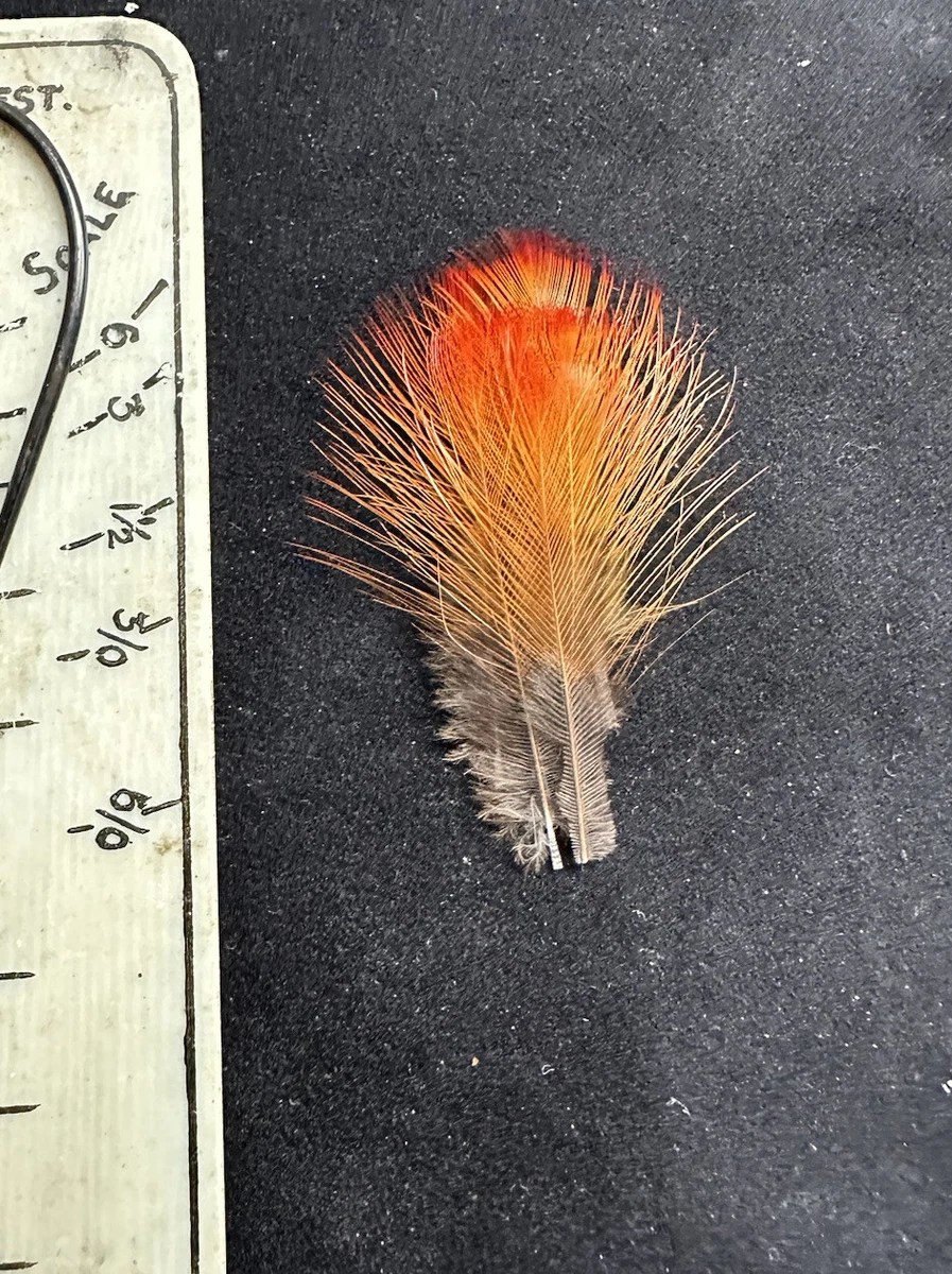 Indian crow feathers