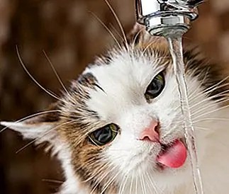 Помогите! Мой кот не перестанет пить из раковины