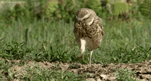 Animais Tiere Saltando Gif On Gifer By Truthfire