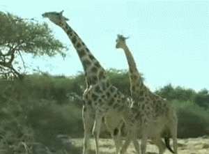 Salvaje Animales Guay Gif En Gifer De Modinis