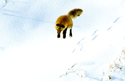 Fox Snow Gif On Gifer By Tewield