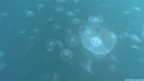 Jelly Fish Animals Nada Gif En Gifer De Sirarius