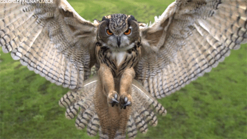 Eule Hibou Coruja Gif On Gifer By Nuatius