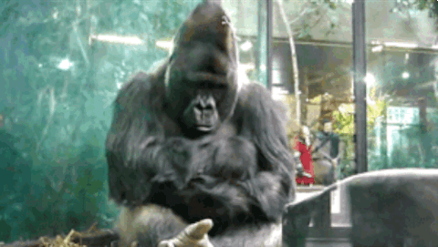 Gorilla Gorille Gif On Gifer By Siraron