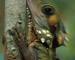 Reptile Slideshow Slideshow Reptiles Gif On Gifer By Jujar