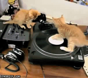 Disc Jockey Cat Gif On Gifer By Ke