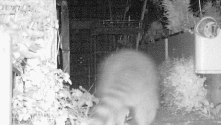 Gardening Wildlife Raton Laveur Gif Find On Gifer