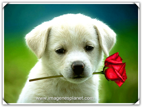 Perro Gif Find On Gifer