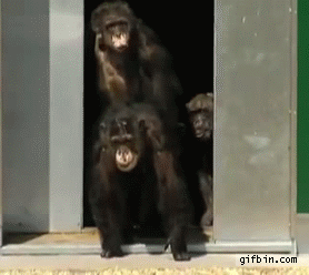 Chimp Gif Find On Gifer