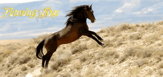 Salvaje Gif Encontrar En Gifer