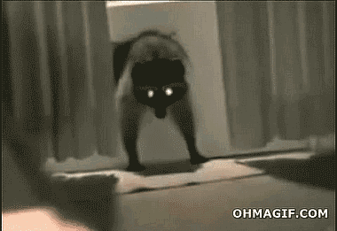 Gif Tiere Animais Animaux Animated Gif On Gifer