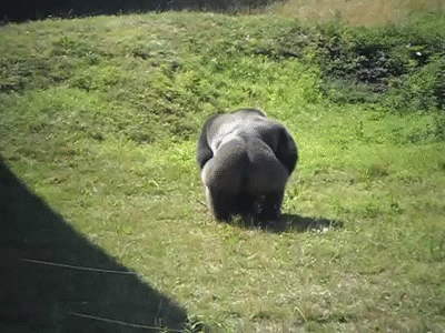 Gorilla Gorille Gif Find On Gifer