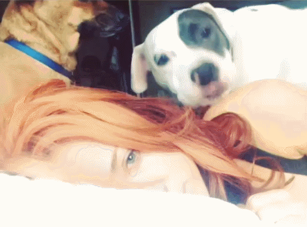 Animales Graciosos Humano Gif Encontrar En Gifer