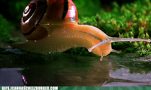Seite Animais Animaux Gif Find On Gifer