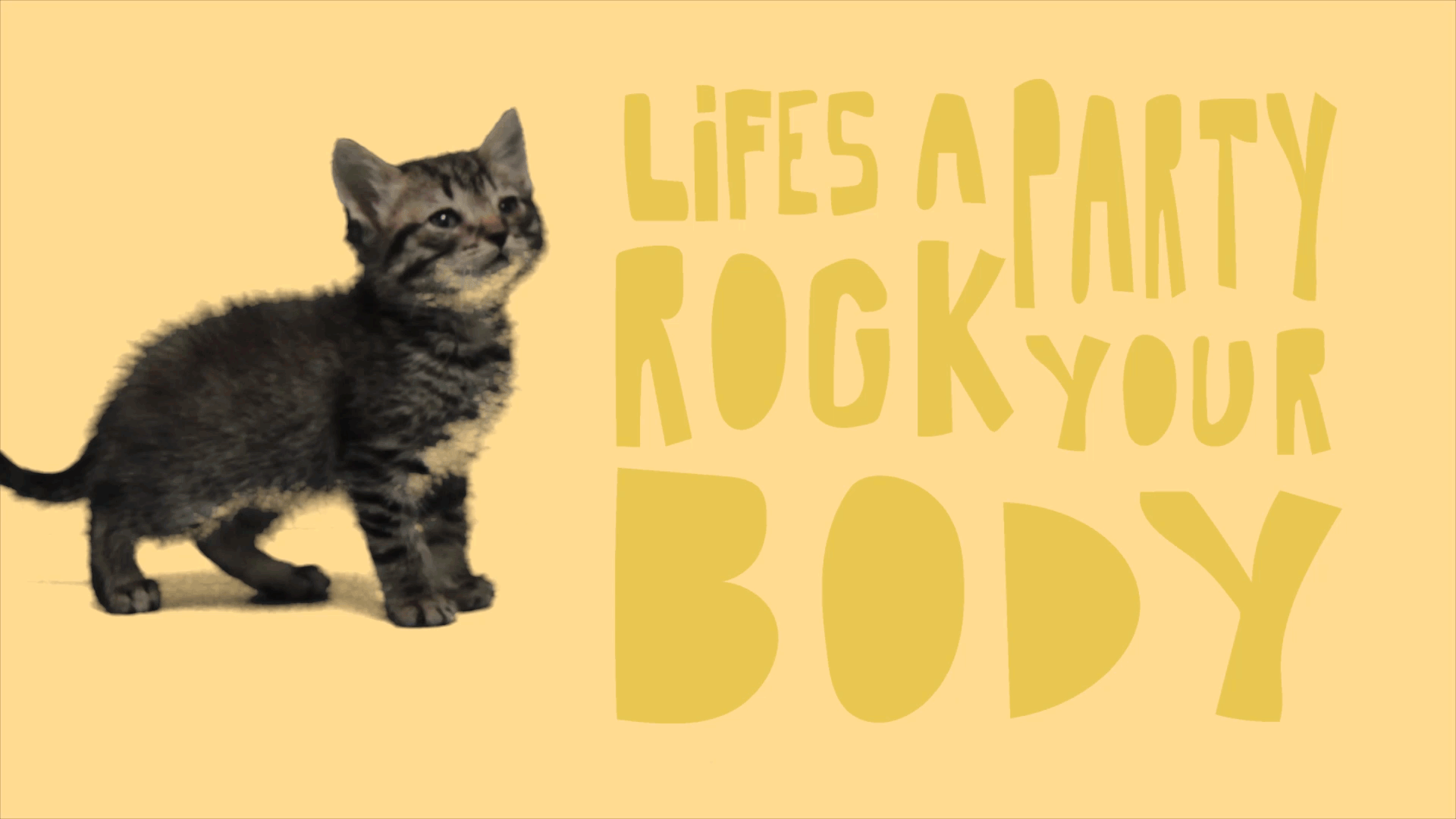 Funny Gifs Happy Birthday Cat Gif Vsgif Com