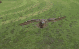Funny Gifs Eagle Gif Vsgif Com