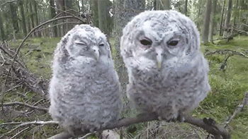 Funny Gifs Baby Gif Vsgif Com