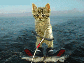 Funny Gifs Gatos Gif Vsgif Com