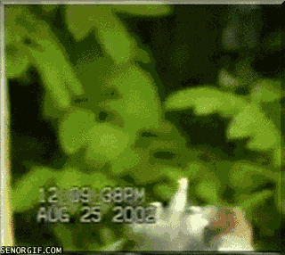 Funny Gifs Flipping The Bird Gif Vsgif Com