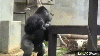 Funny Gifs Gorilla Gif Vsgif Com