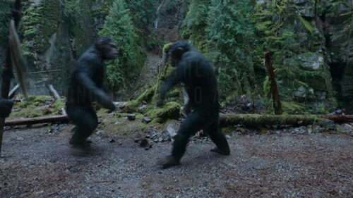 Funny Gifs War For The Planet Of The Apes Gif Vsgif Com