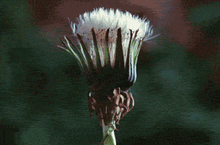 Fiore Gifs Get The Best Gif On Gifer