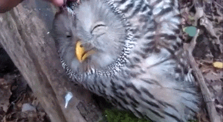 Owls Eule Hibou Gif On Gifer By Kazrakazahn