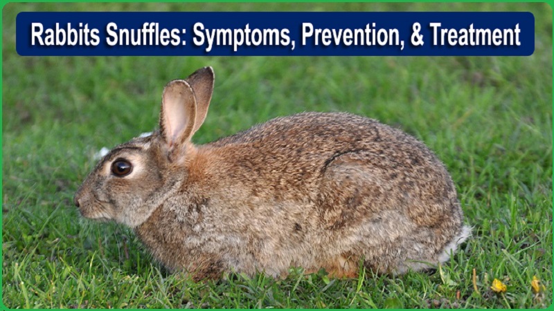 Snuffles in Rabbits