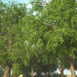 Predatron Ash Trees IInew 