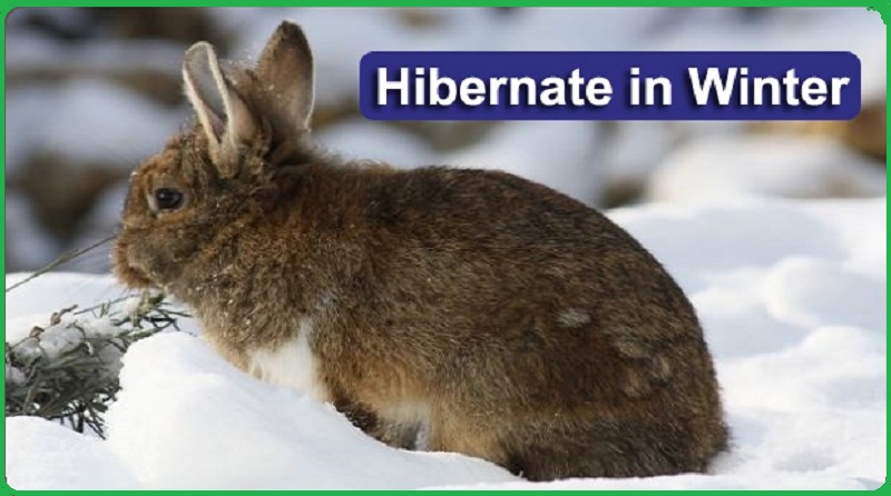 Do Rabbits Hibernate in winter