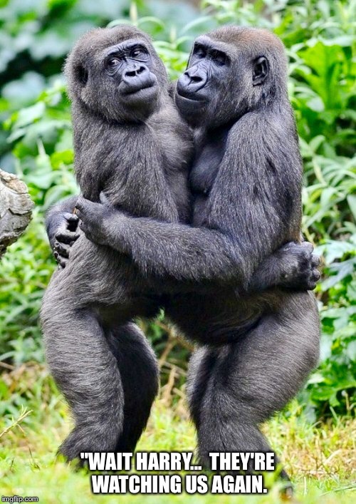 Primate Hug Memes Gifs Imgflip