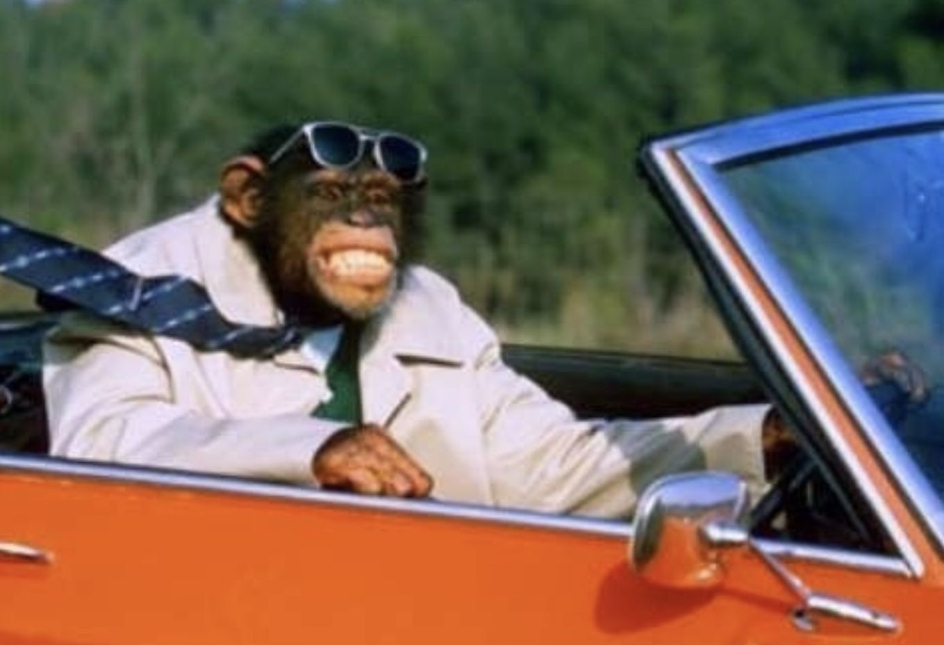 Monkey Driving A Car Blank Template Imgflip