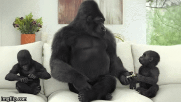 Gorillas Fighting Gif