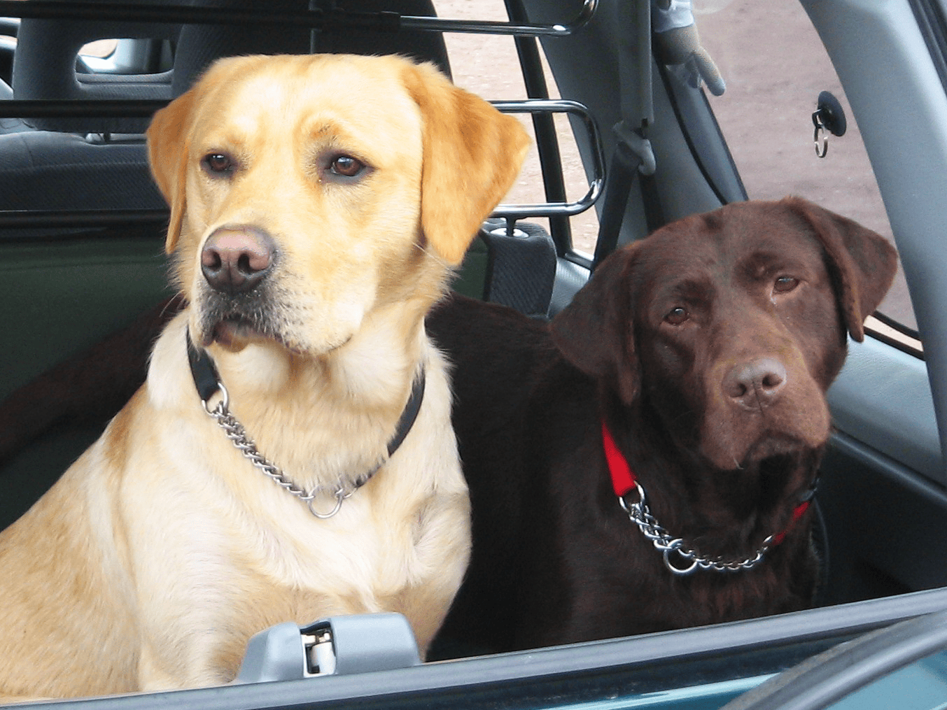 Kinds Of Dogs