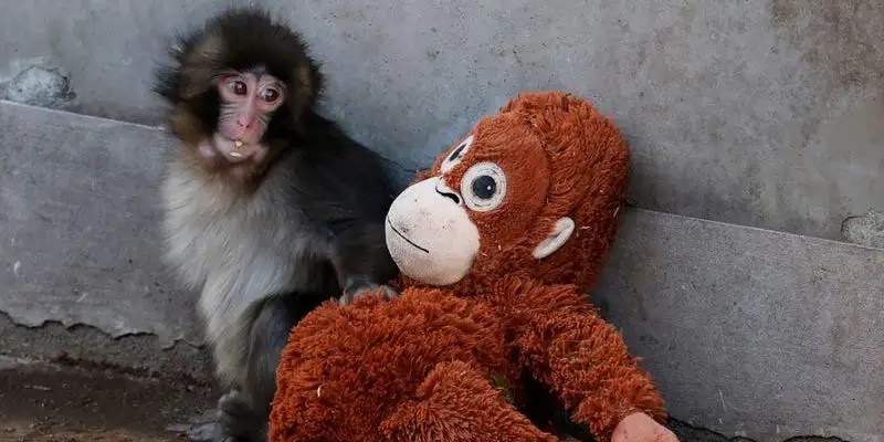 Punch the Sad Viral TikTok Monkey Sends Ikea Plush Sales Soaring