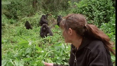 Family Of Mountain Gorillas Cousins Bbc On Make A Gif