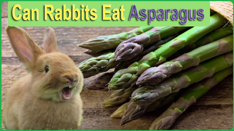 Can Rabbits Eat Asparagus