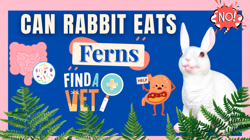 Do Rabbits Eat Ferns