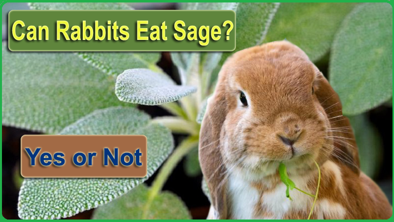 Can Rabbits Eat Sage