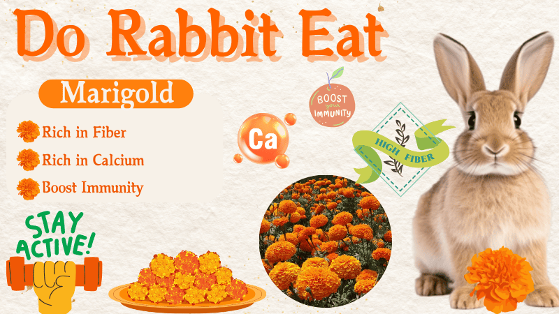 Do Rabbits Eat Marigolds