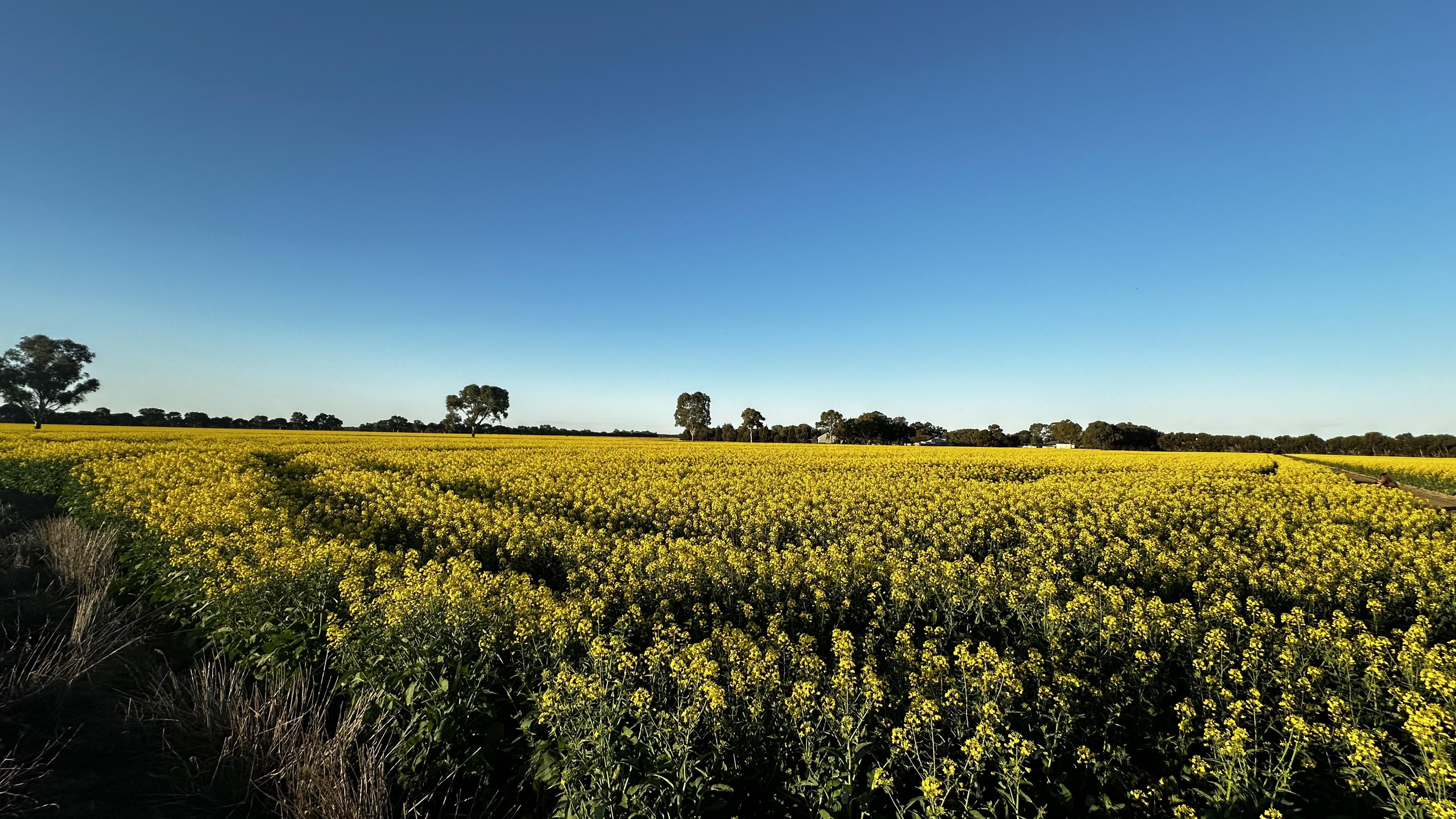 Tall weeds with yellow flowers