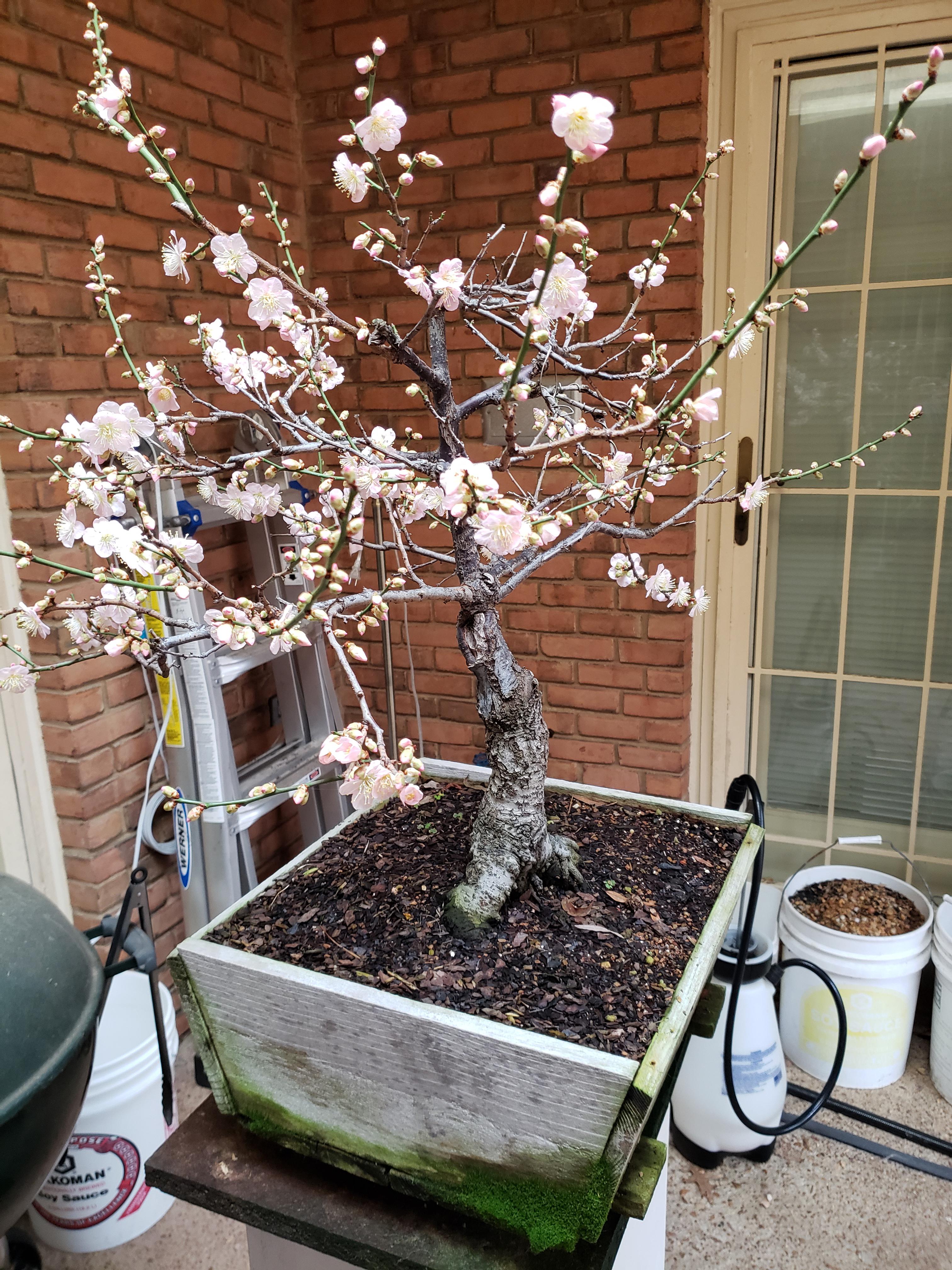 Prunus Mume With The Early Blooms Lots Of Fruits The Past 3 Years Bonsai