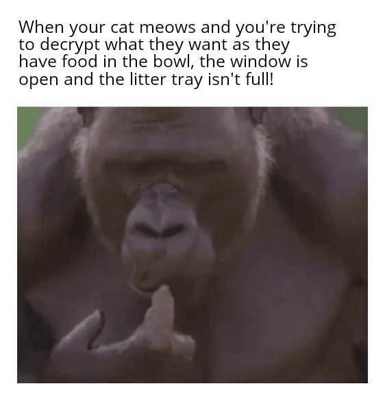 Tf Do You Want From Me Dankmemes