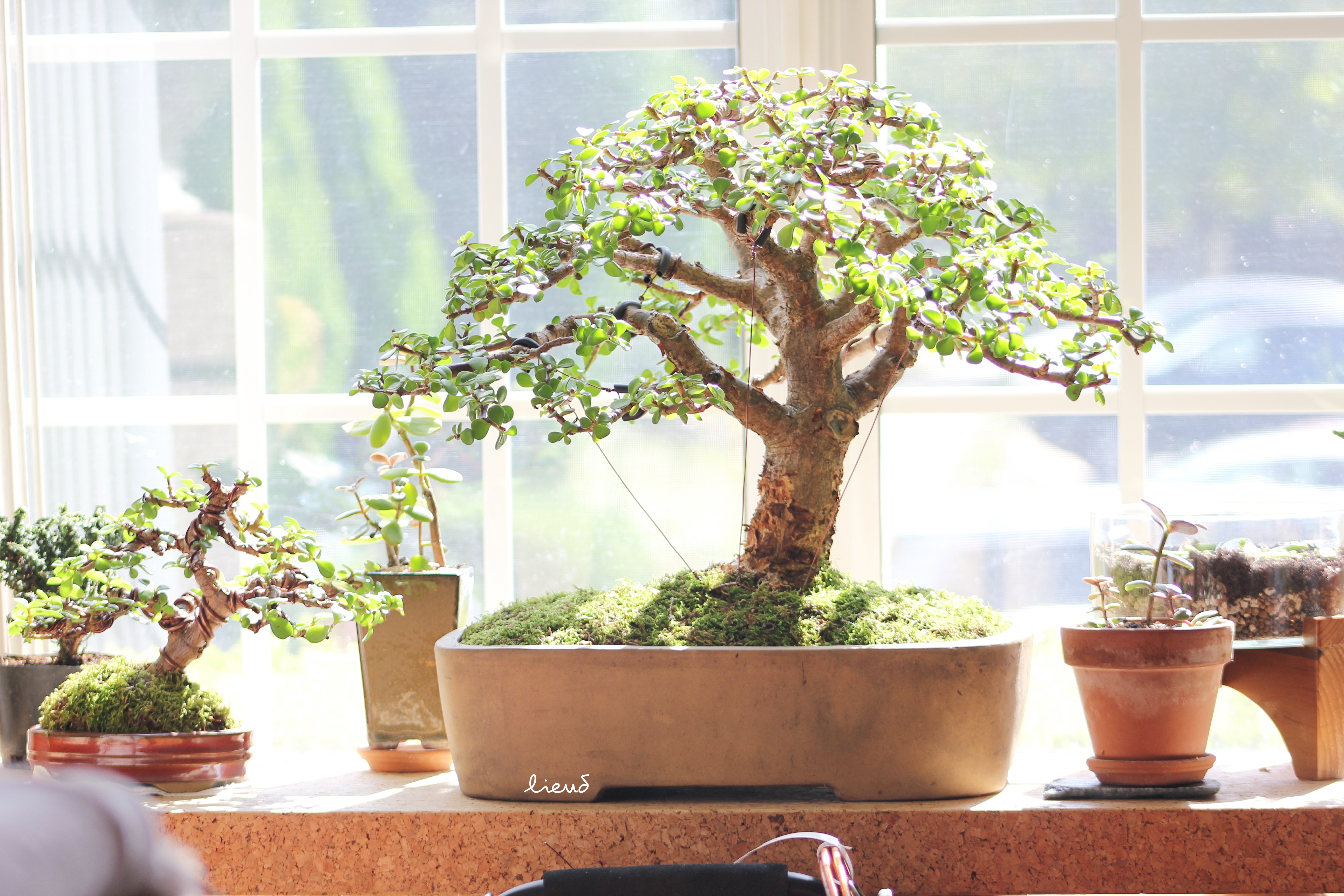 Portulacaria Afra Winterizing Early After Losing This Year S Battle With The Local Squirrels Bonsai